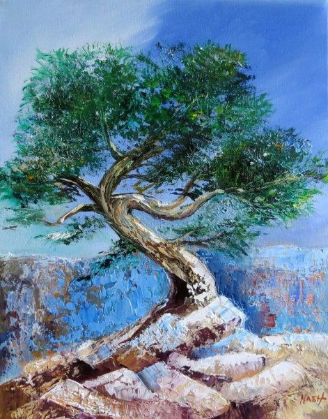 Можжевельник казацкий рисунок