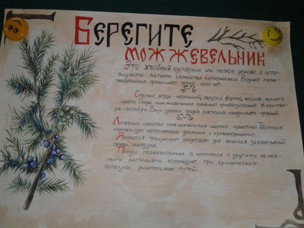 Можжевельник акварель куст