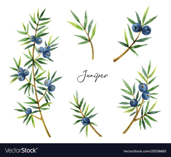 Крымская сосна в живописи