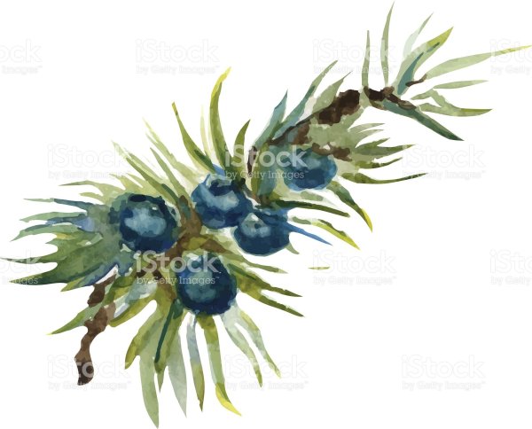 Конкурс сохраним Крымский можжевельник