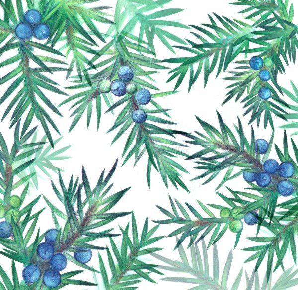 Ботаническая акварель можжевельник