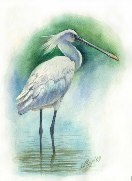 Цапля эскиз