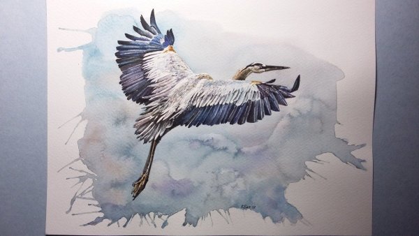 Алиса цапля