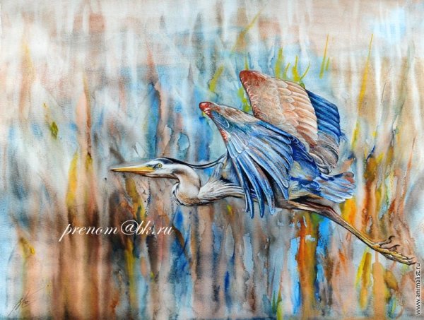 Цапля гуашью