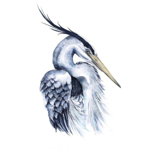 Цапля в камышах рисунок