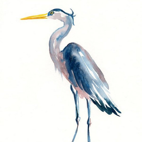 Птицы Аисты акварель