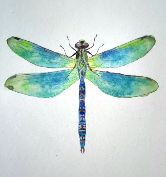 Стрекоза акварель