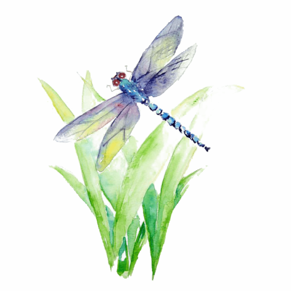 Стрекоза рисунок