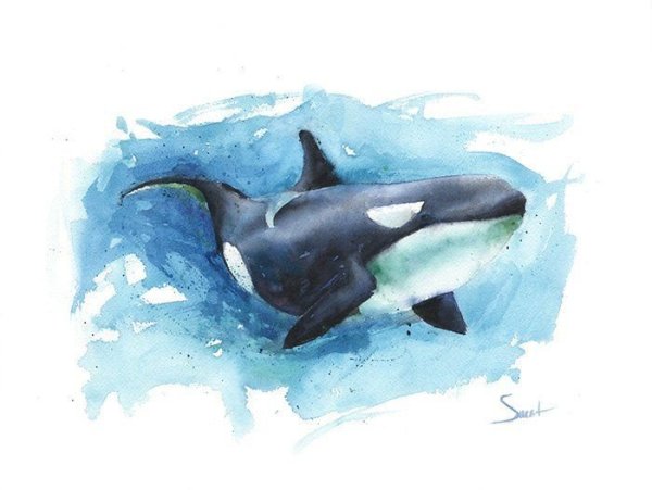 Касатка для рисования