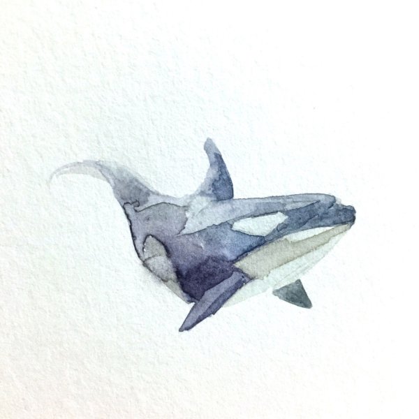 Акварель рыба молот