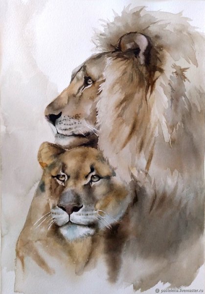 Лев и львица акварель