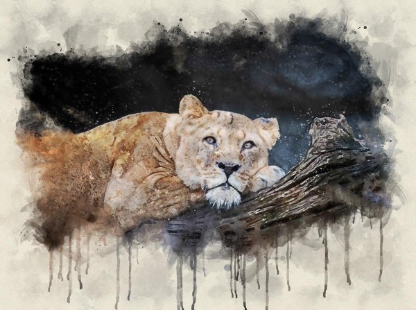 Лев и львица акварель