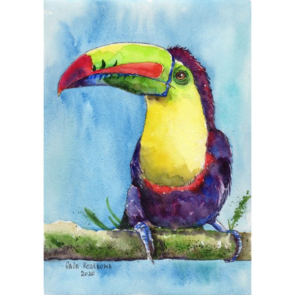 Картина тукана акварелью
