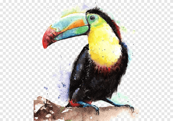 Попугай Тукан живопись