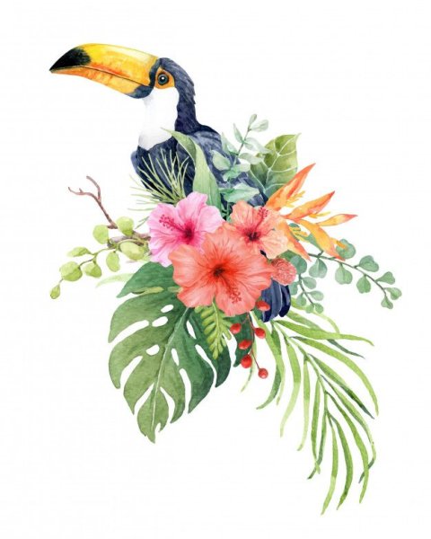 Тукан гуашью