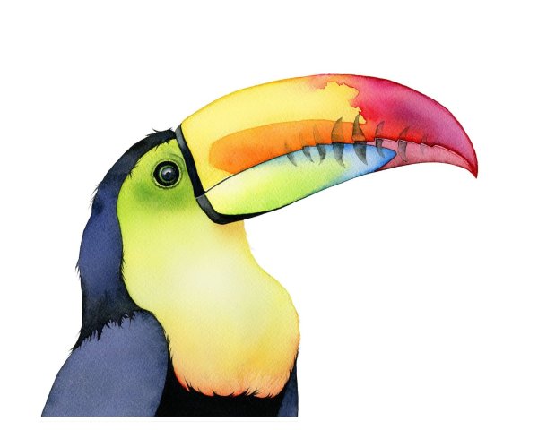 Тукан акварелью скетч