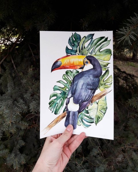 Тукан акварелью скетч