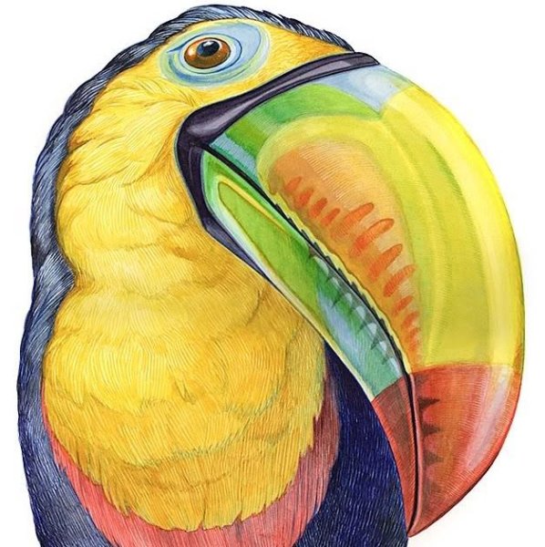 Картины с туканами в тропиках