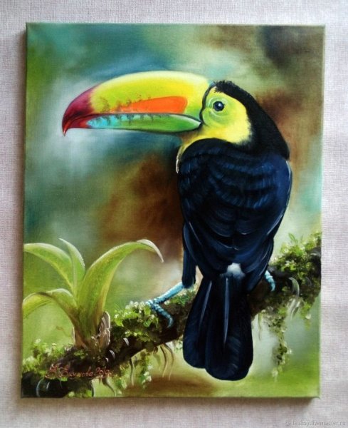 Тукан птица акварелью
