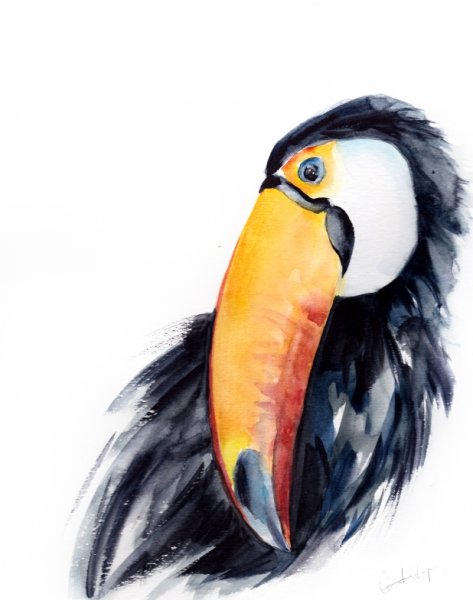 Картина тукана акварелью