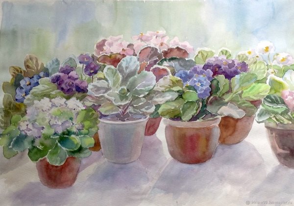 Узамбарская фиалка акварелью