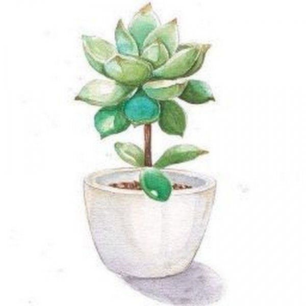 Комнатные растения акварелью