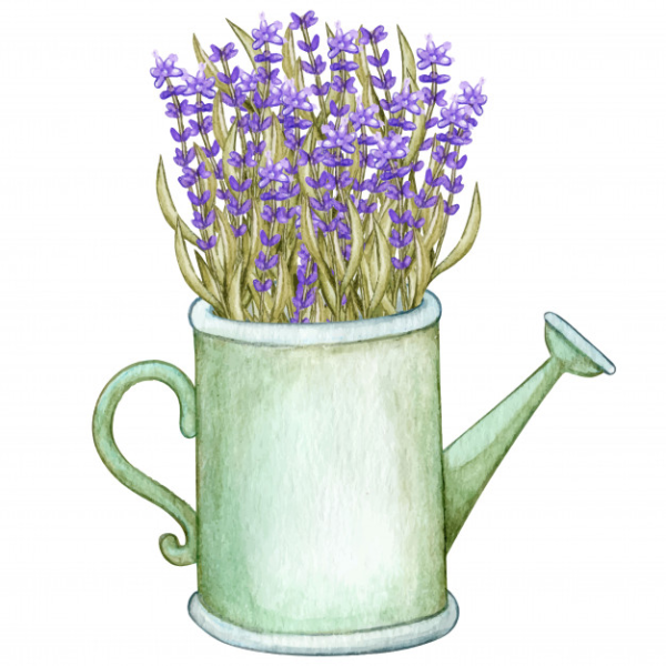 Лаванда рисунок