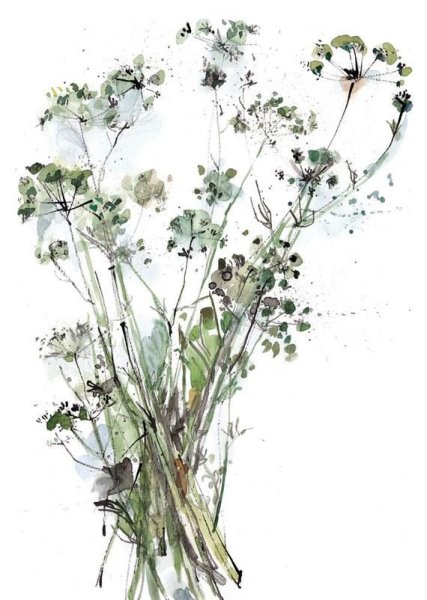 Укроп акварель