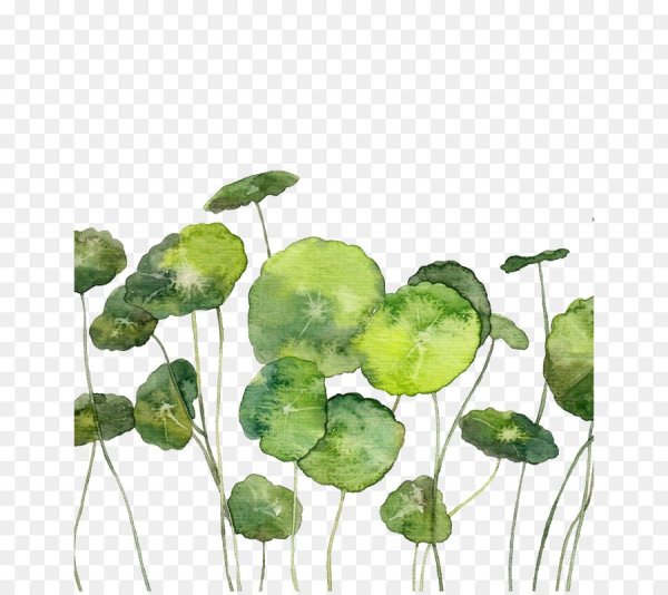 Акварельные иллюстрации зелени