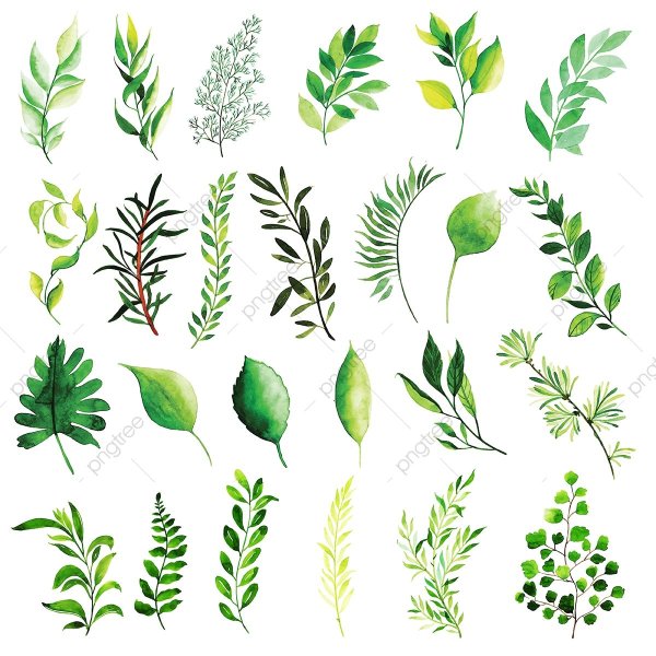 Весенние листья акварель