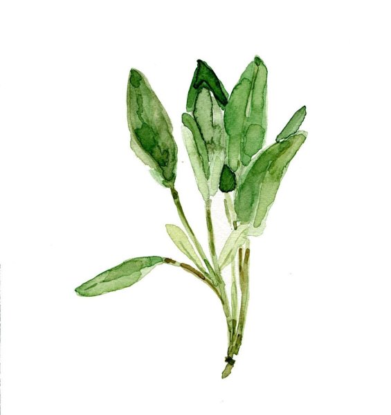 Зеленые растения акварелью