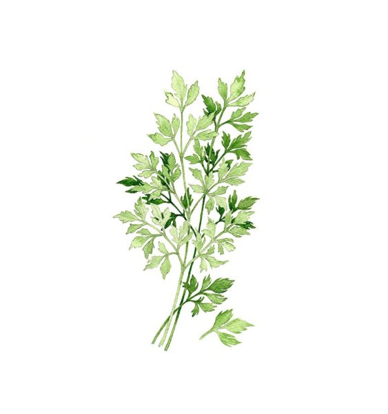 Петрушка акварель