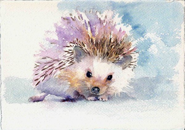 Ежик акварель