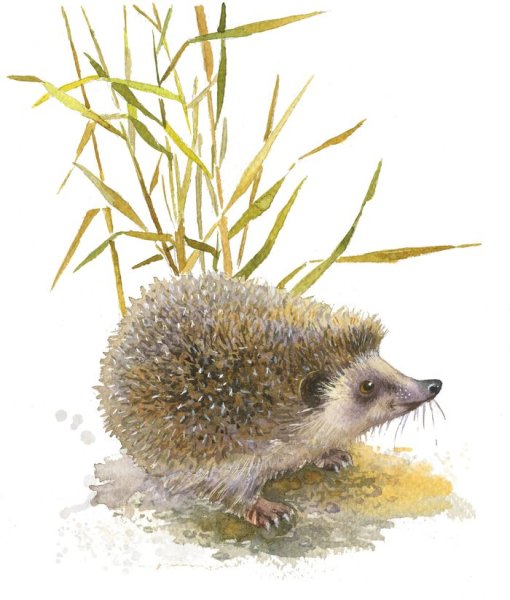 Еж акварелью
