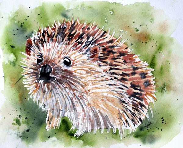 Ежи акварели