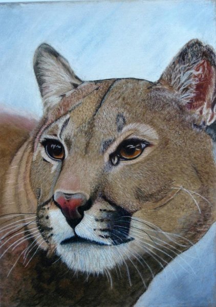 Пума красками