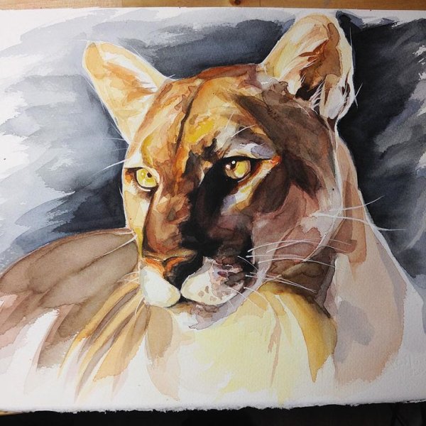 Животные акварелью Пума
