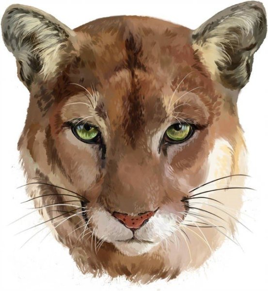 Очертания Пумы акварель