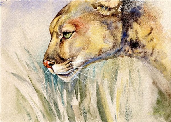 Пума акварель