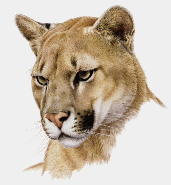 Зарисовки животных Пума