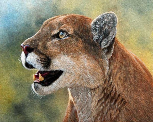 Пума фэнтези