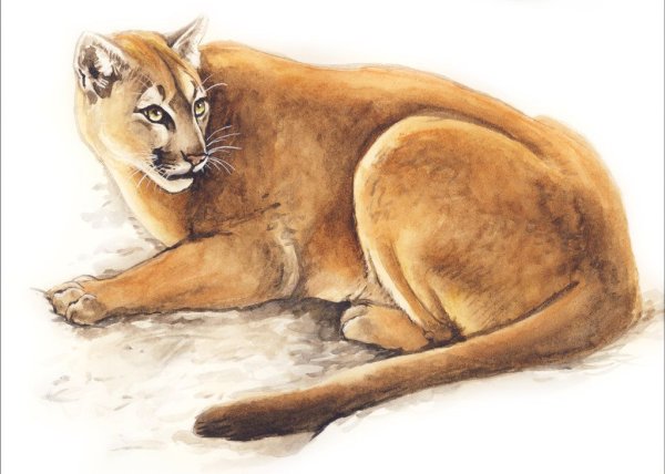 Пума рисование