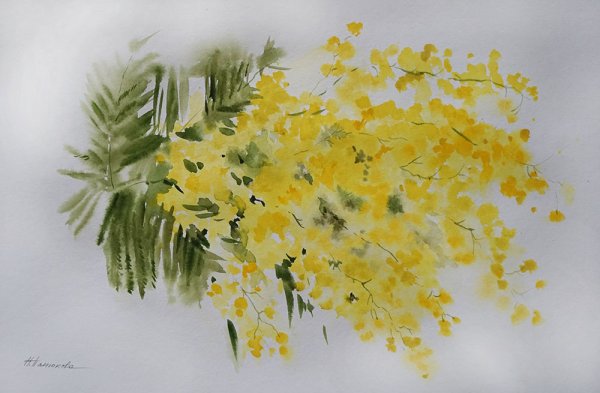 Мимоза акварель Mimosa
