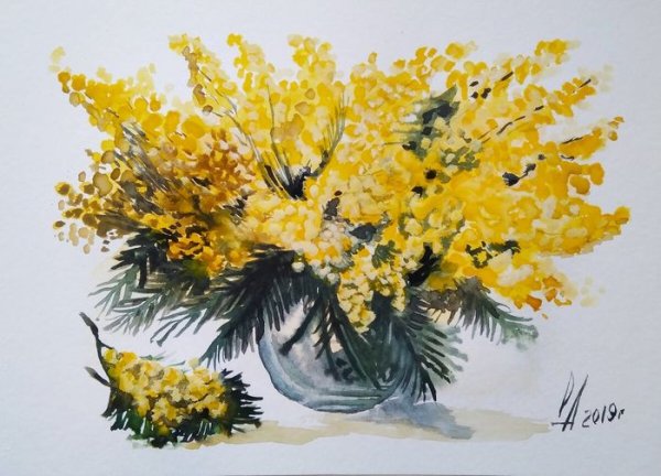Мимоза акварель Mimosa