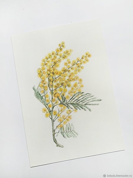 Веточка мимозы акварелью