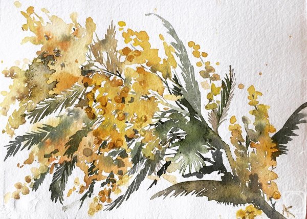 Мимоза китайская акварель