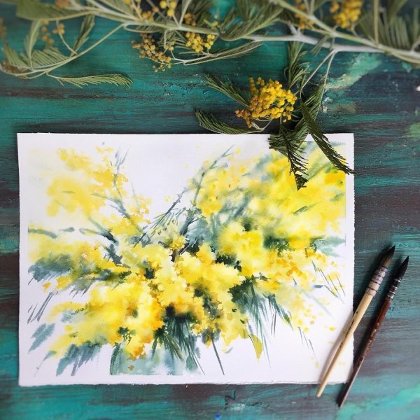 Мимоза акварель Mimosa