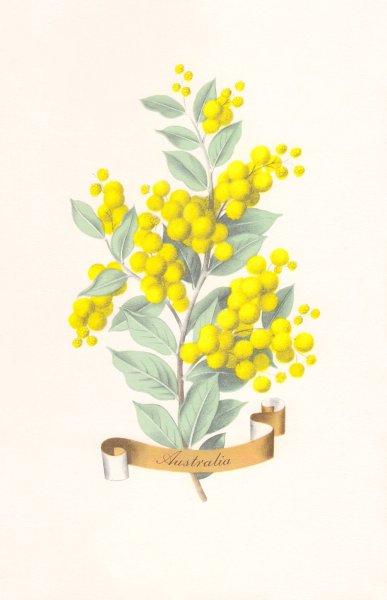 Веточка мимозы акварелью