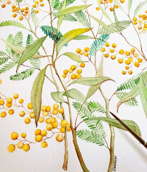 Мимоза акварель Mimosa
