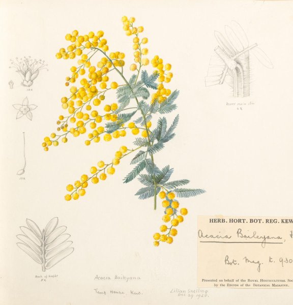 Мимоза Ботаническая иллюстрация